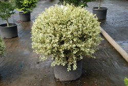 Buxus sempervirens Aurea Variegata
